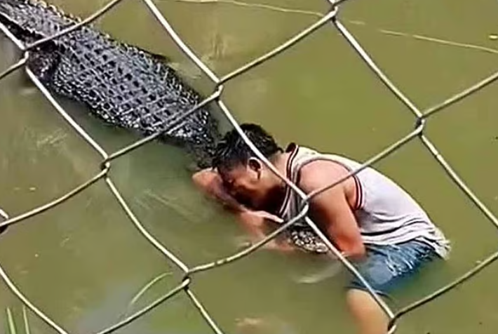 Tourist mistakes real crocodile for statue, mauled at Philippine mangrove park