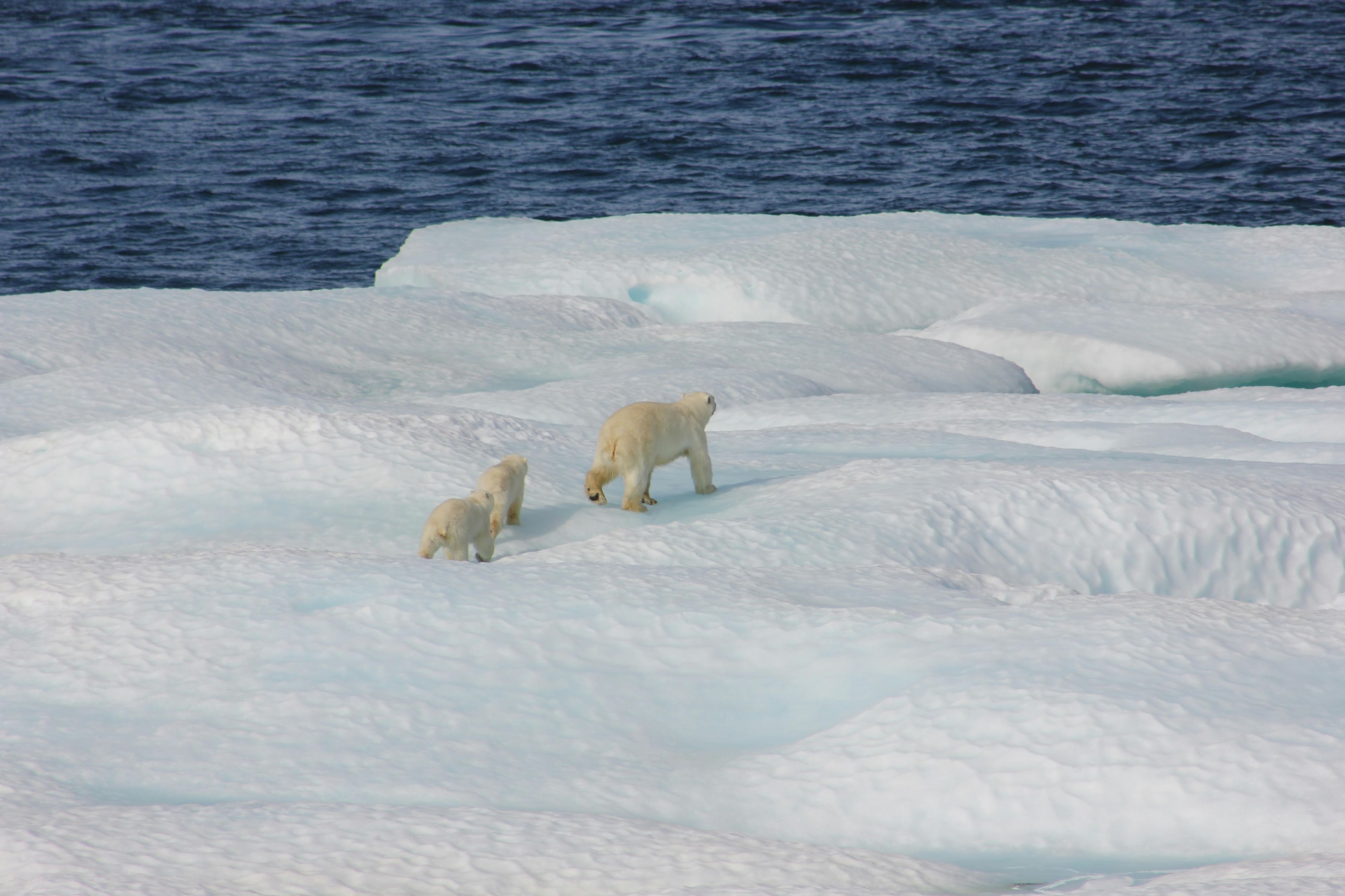 UAE joins Svalbard Treaty in Norway to support Arctic Research & Cooperation