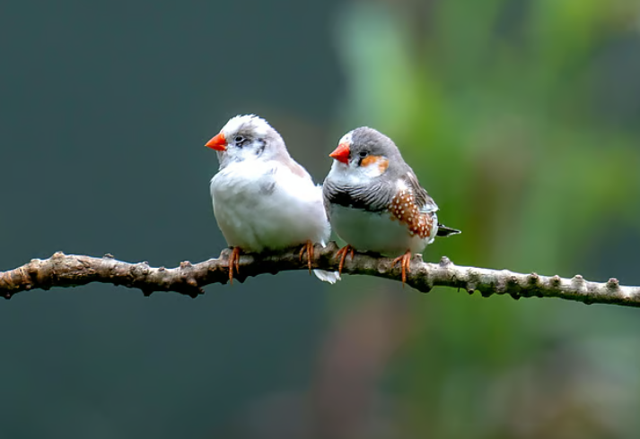 AI is helping scientists decode birdsong — and human-animal conversations may be closer than ever 