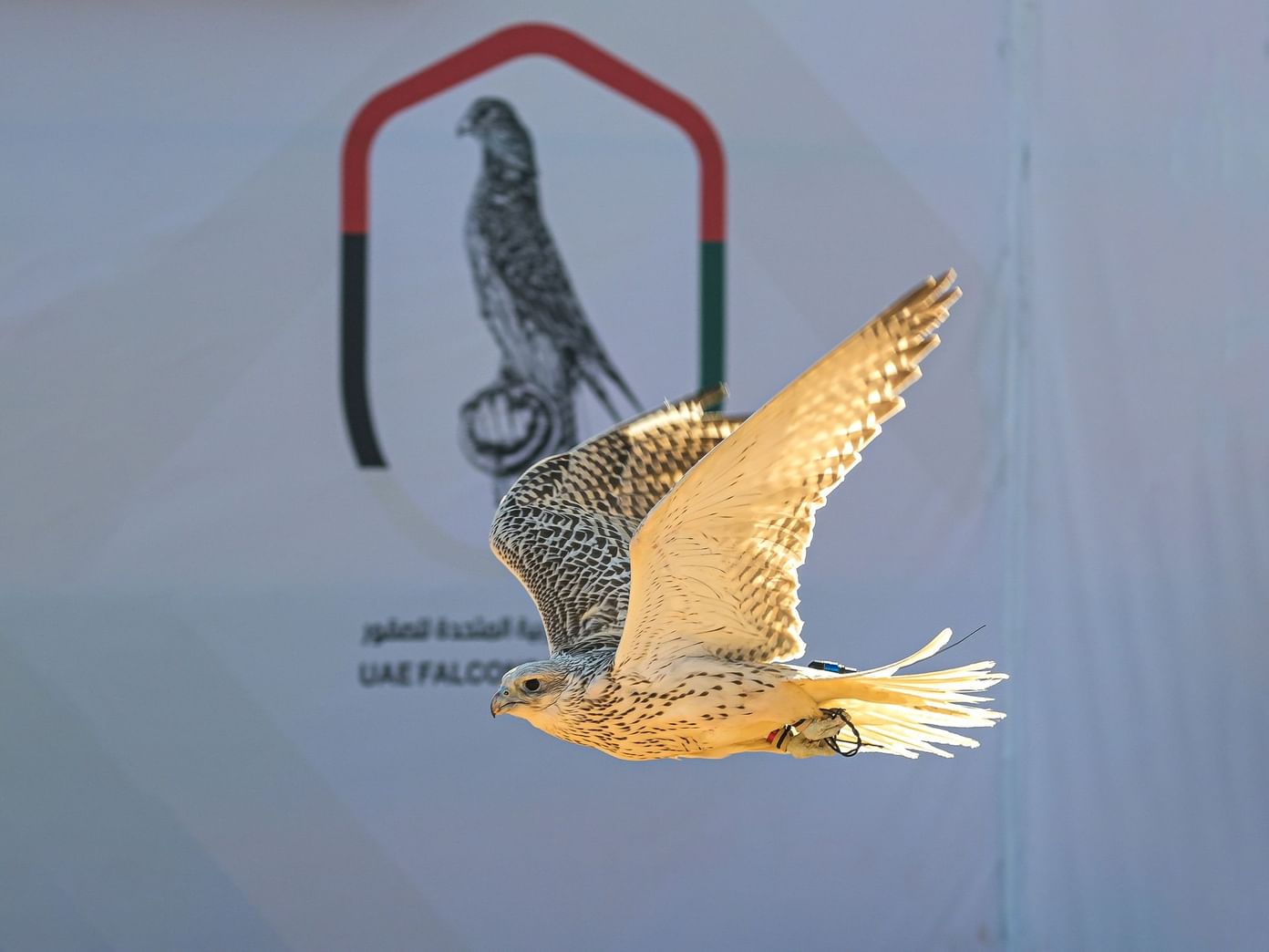Emirates Falcon Racing Cup set to commence next Thursday in Kuwait