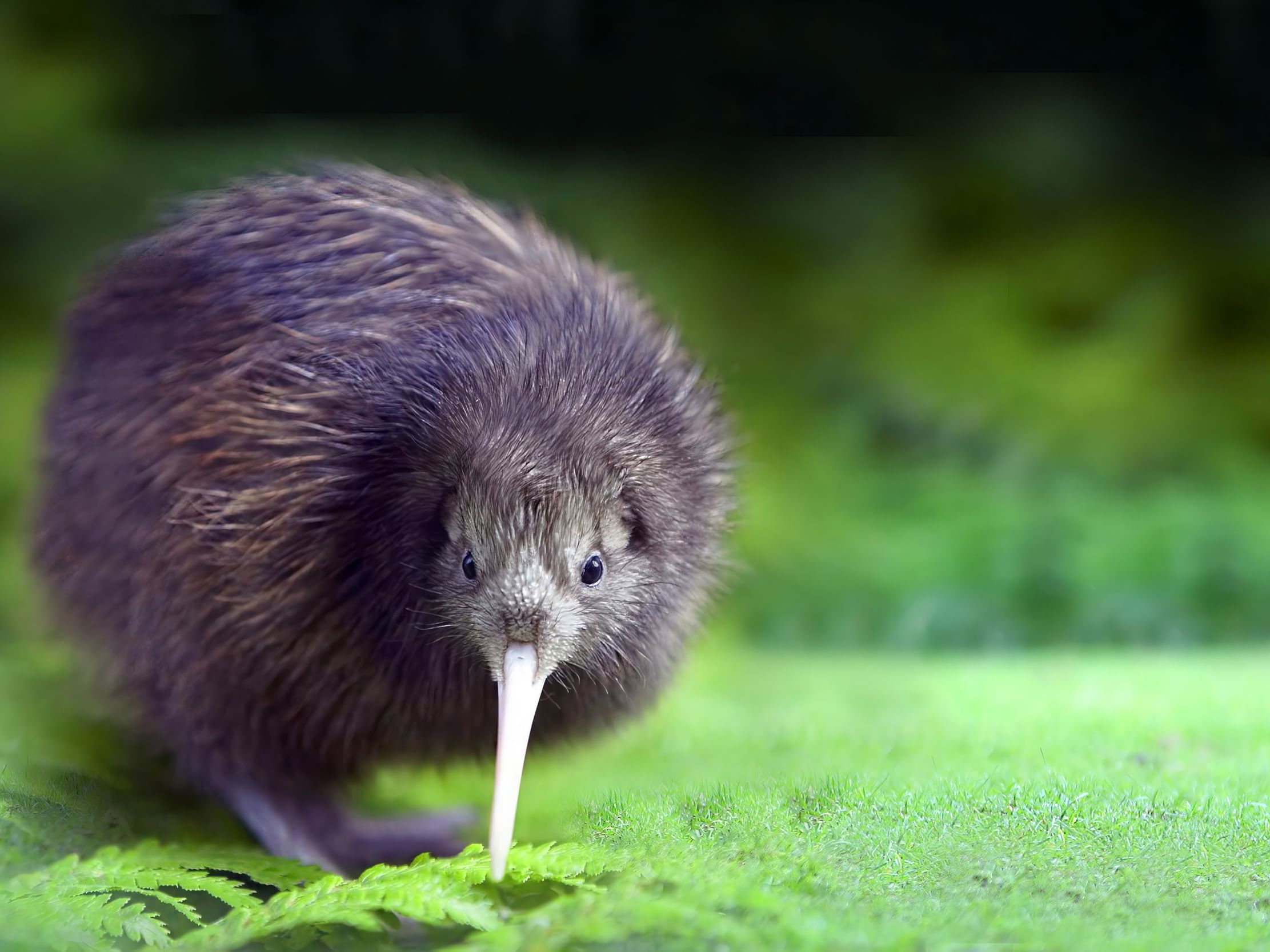 Rare 'kiwi' found in New Zealand for first time in 50 years