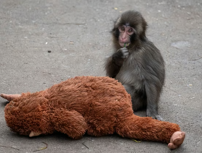 Is Punch outgrowing his faithful plushie Mo? The bittersweet viral on the viral snow monkey