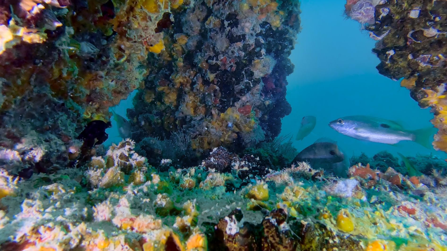 ‘DUBAI REEF’ supports marine life, ecosystem growth in Dubai's waters