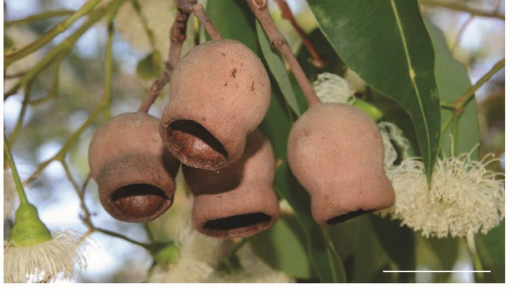 NYU Abu Dhabi study explores use of marri nut for safer materials