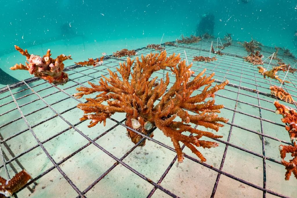 EAD plants over 4 million coral fragments in emirate’s waters