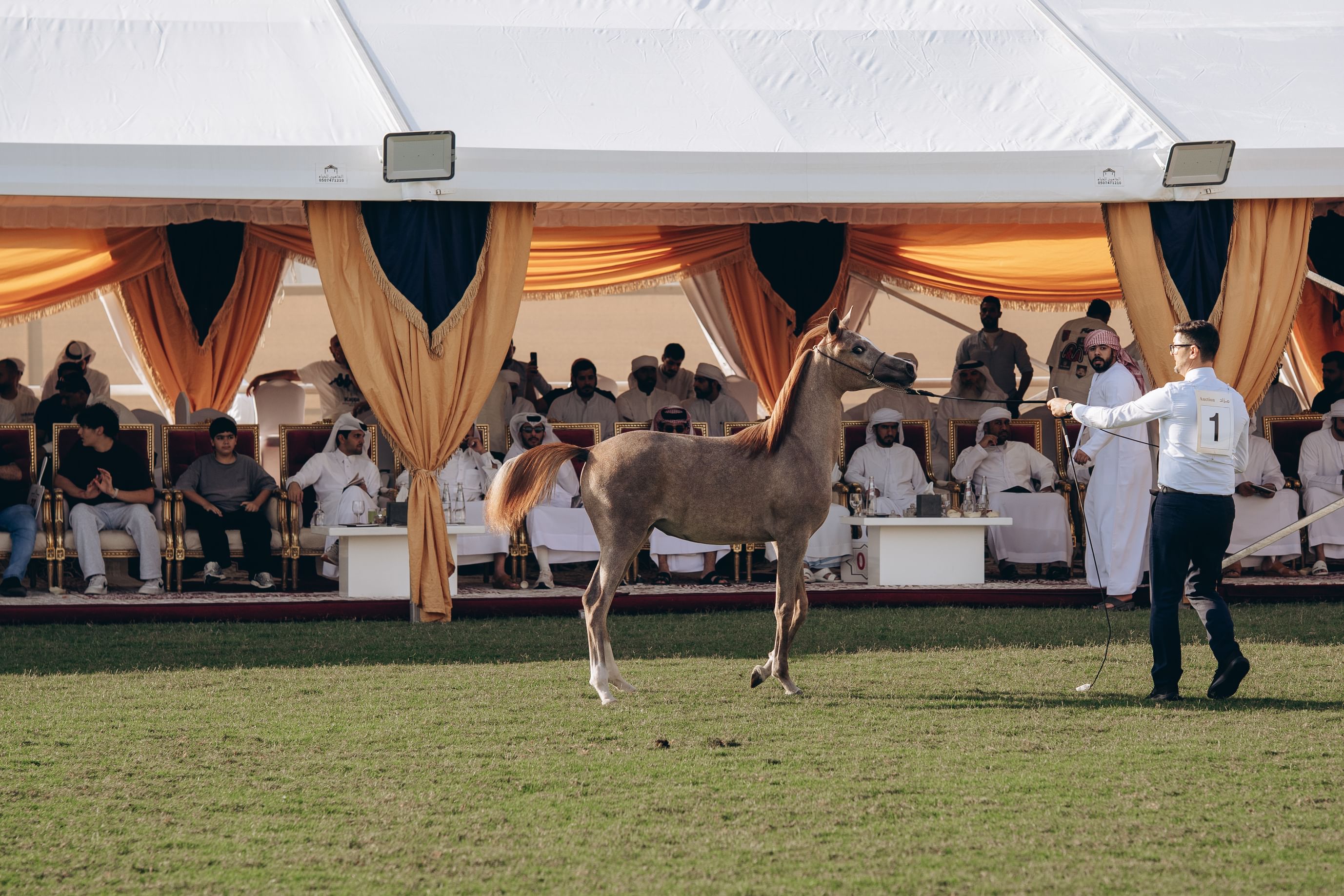 Total sales reach AED6.4 million at Ajman Arabian Horse Auction