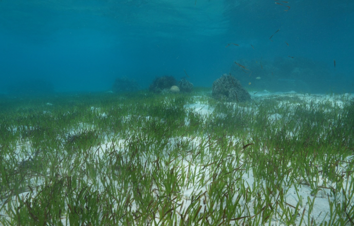 Chinese scientists find over 50 endangered green sea turtles in seagrass beds of Huangyan Dao lagoon