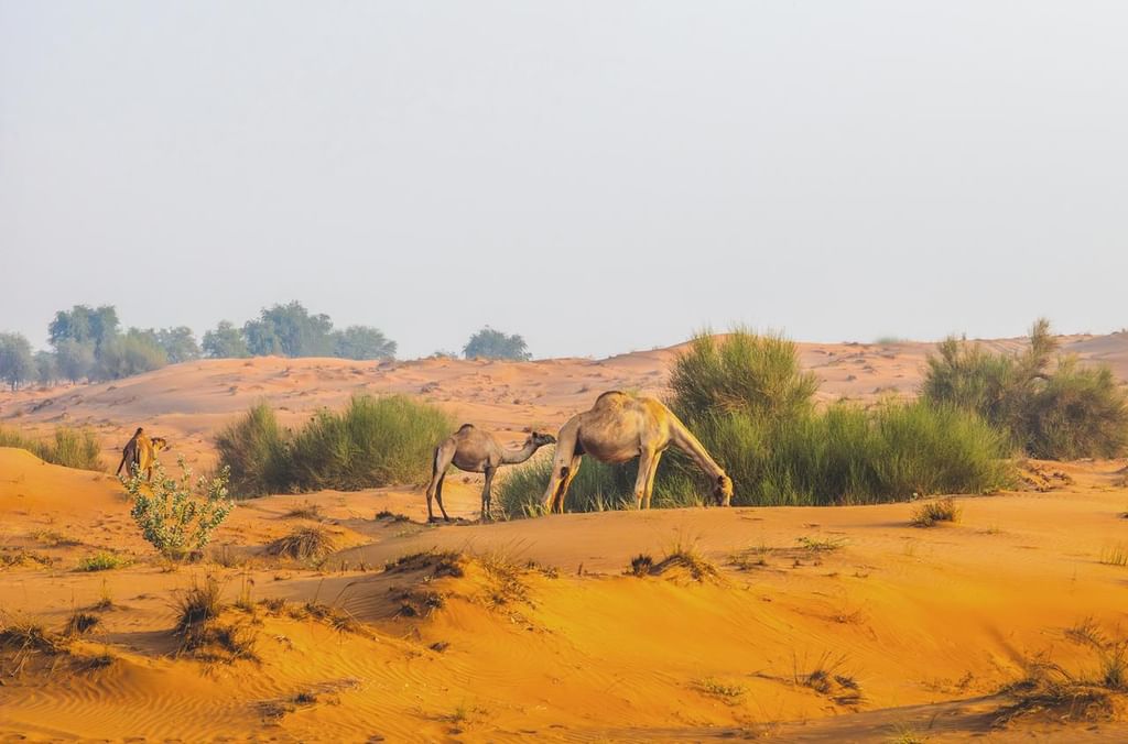 EAD announces start of 2026 camel grazing season in Abu Dhabi