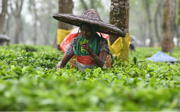 What's at stake for Indian agriculture in Trump's trade deal?