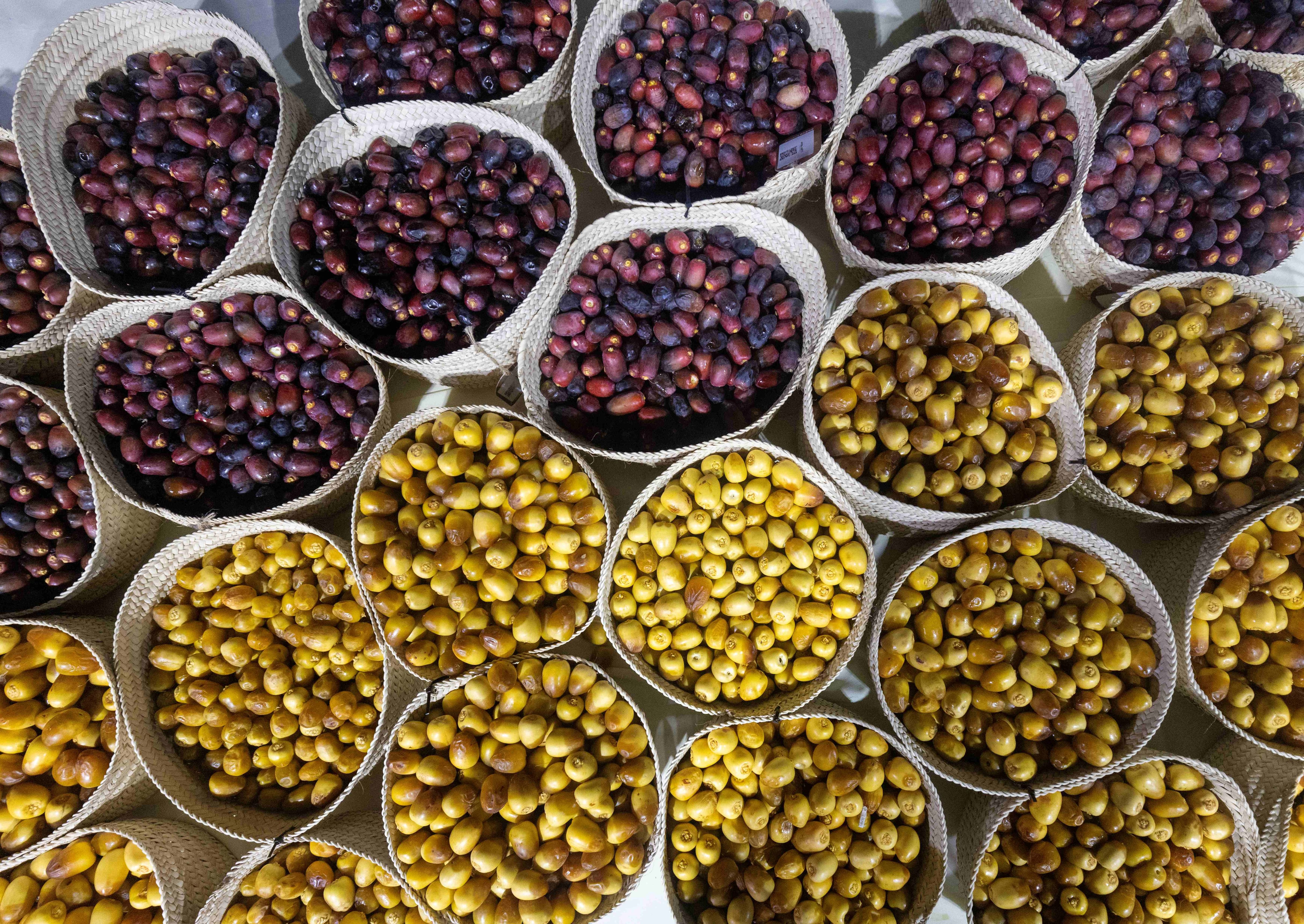 Inaugural Al Wathba Dates festival opens tomorrow