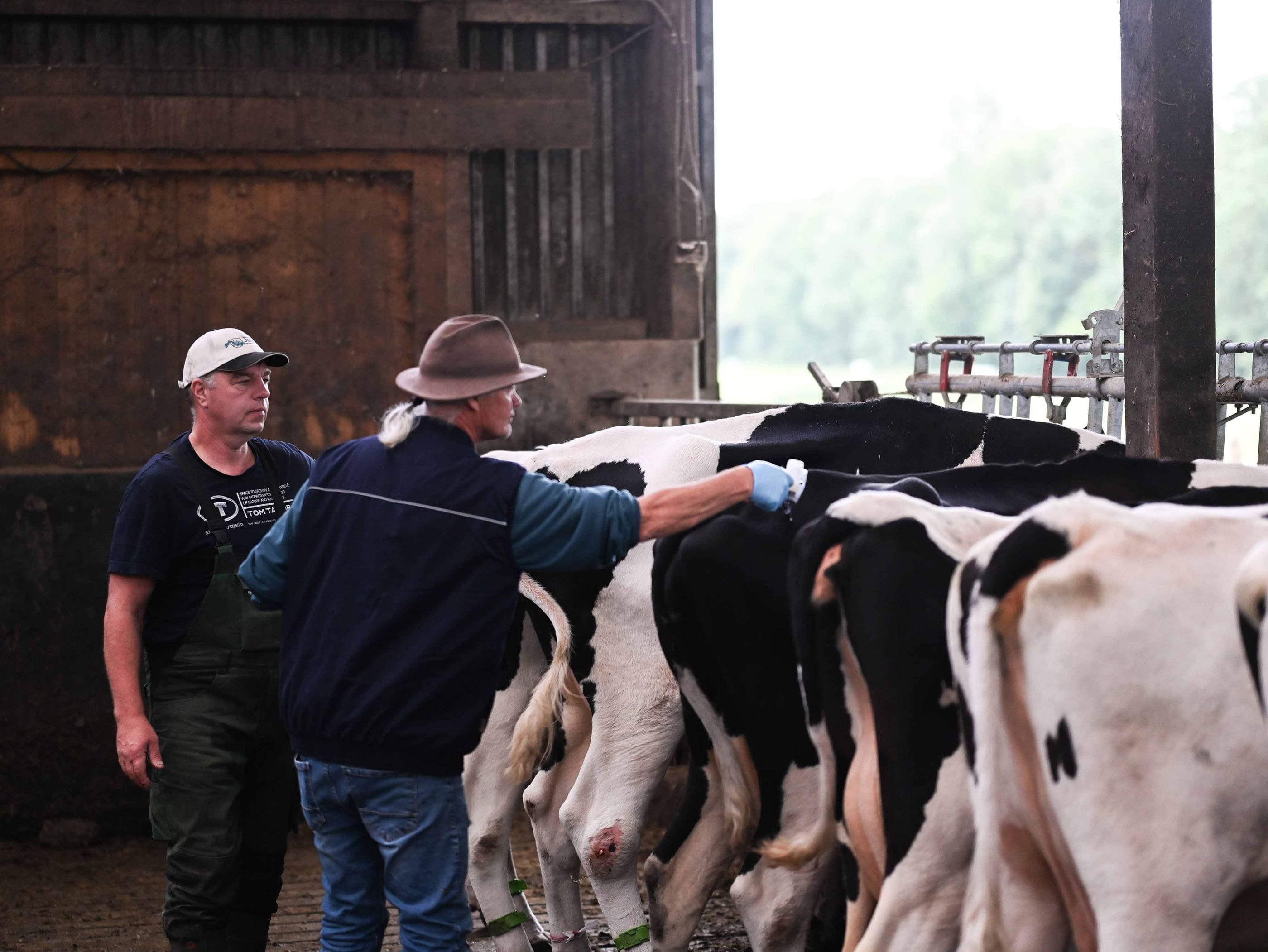 New virus detected among cattle in southern Germany