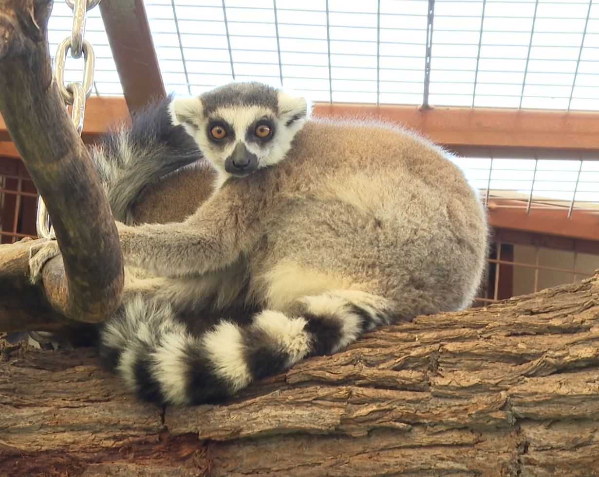 Sheikh Zayed Festival highlights 'Rare Species Reserve' to promote environmental awareness among youth