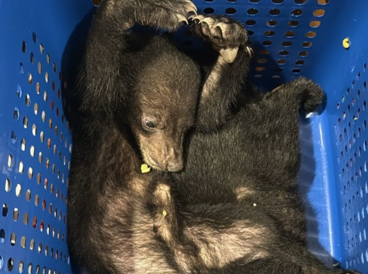 Passenger tries to smuggle bears into Dubai, caught at airport