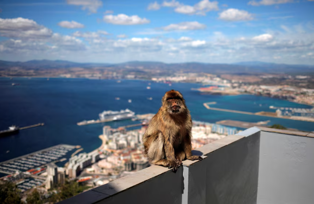 Gibraltar's monkeys find a clever way to avoid a junk food bellyache