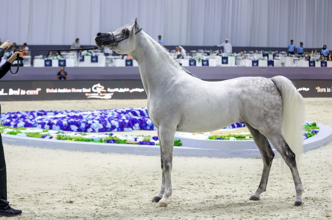 Dubai International Arabian Horse Championship 2026 to kick off Friday