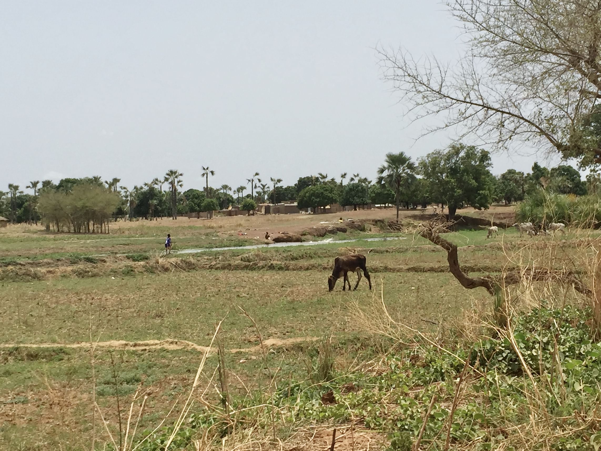 NYU Abu Dhabi study uncovers new path toward fighting Malaria