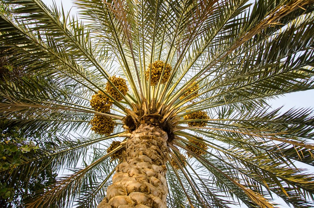 ADAFSA marks Arab Palm Day, reiterates commitment to sustainable agricultural sector
