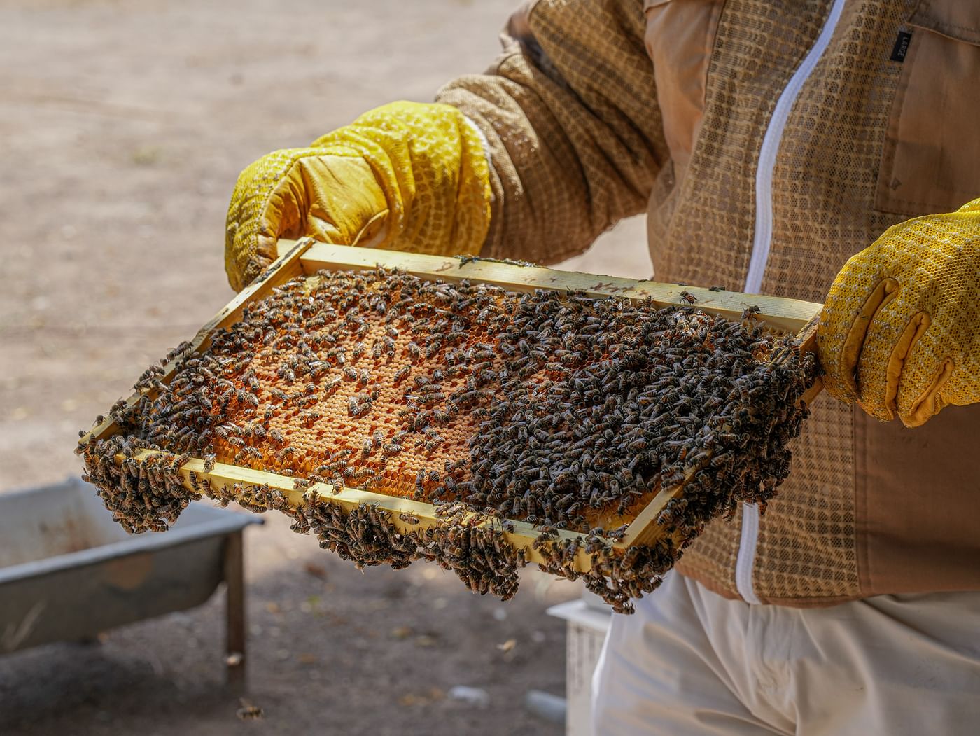 ADAFSA begins production of 11th generation Emirati queen bees