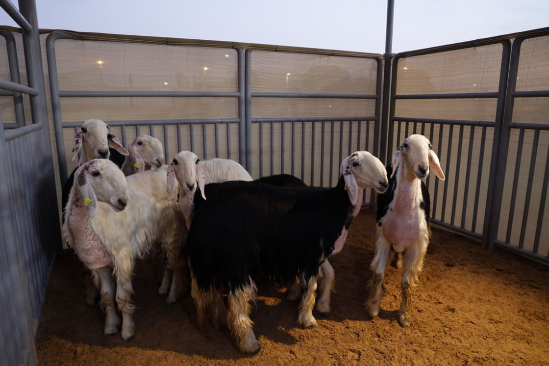 ADAFSA celebrates World Veterinary Day