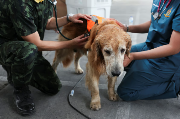 UAE: New rules to regulate veterinary work, fines for unlicensed activity