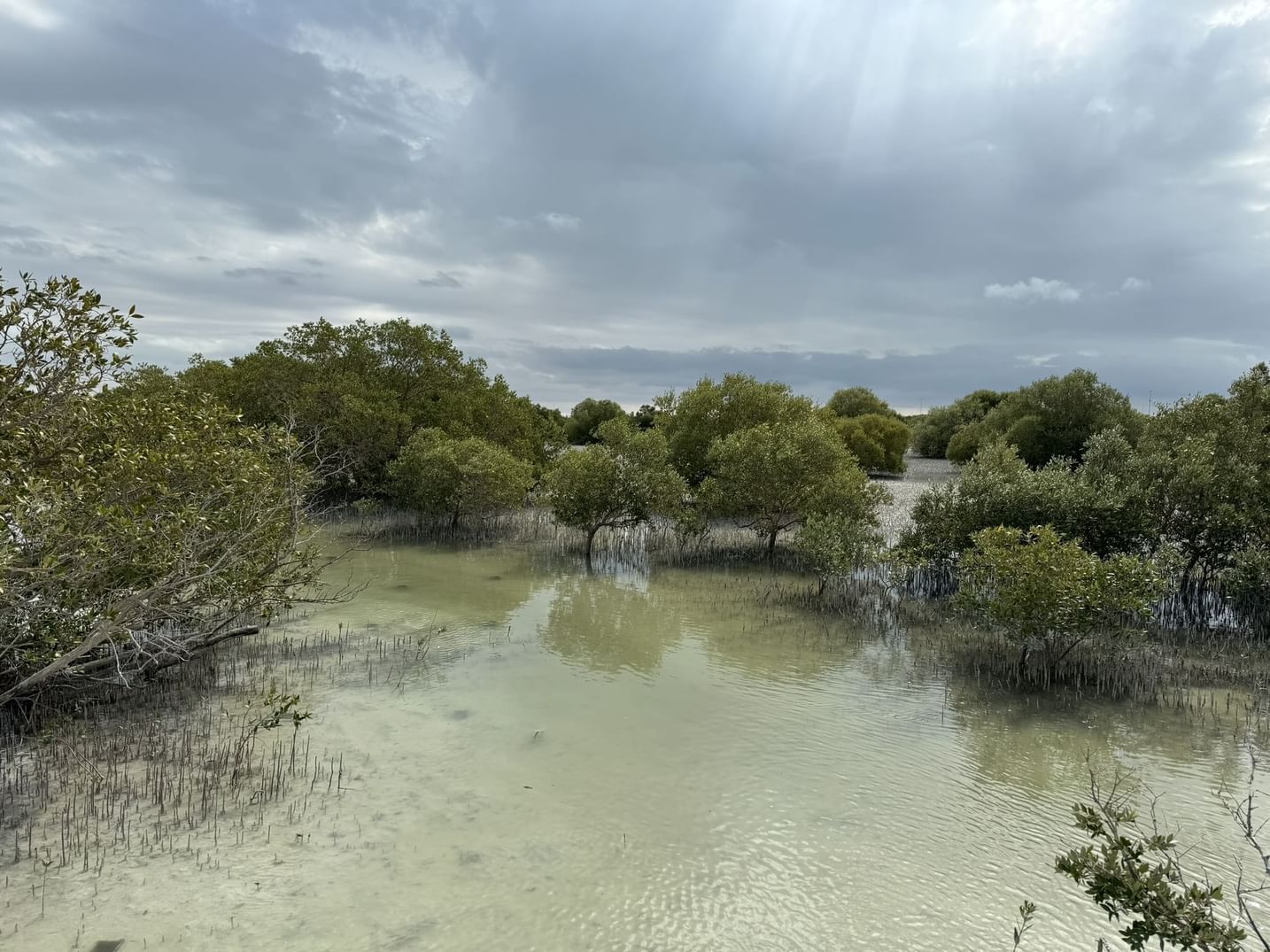 UAE marks International Day for Conservation of Mangrove Ecosystem with renewed commitment, global vision