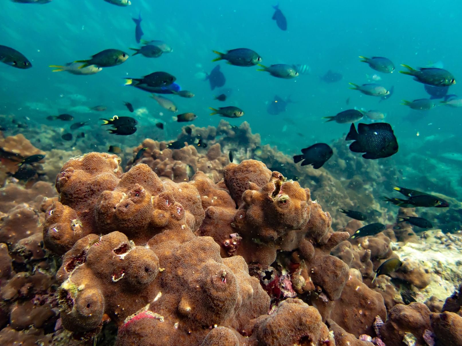 NYUAD study explores climate change impact on coral reefs