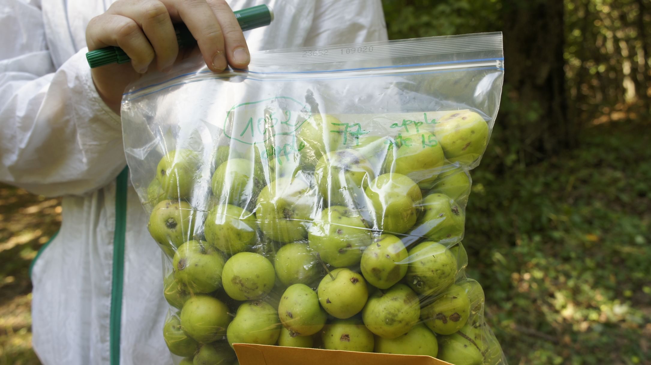 'NYU Abu Dhabi' completes research study on developing sustainable agricultural crops