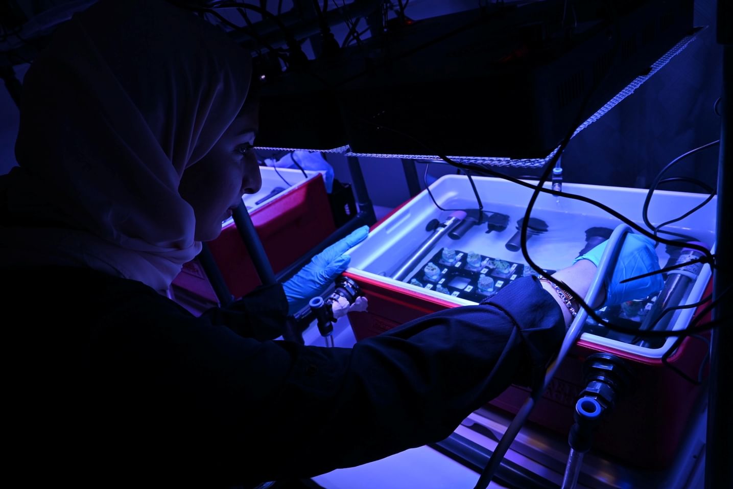 NYUAD research team completes study on coral reefs along UAE coast