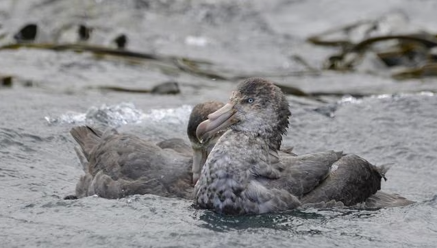 New South Wales confirms new bird flu case