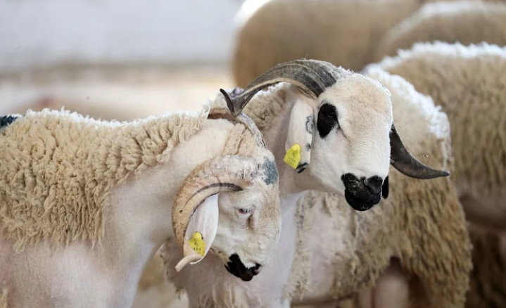 Eid livestock demand jumps 80%, prices rise 10% across UAE