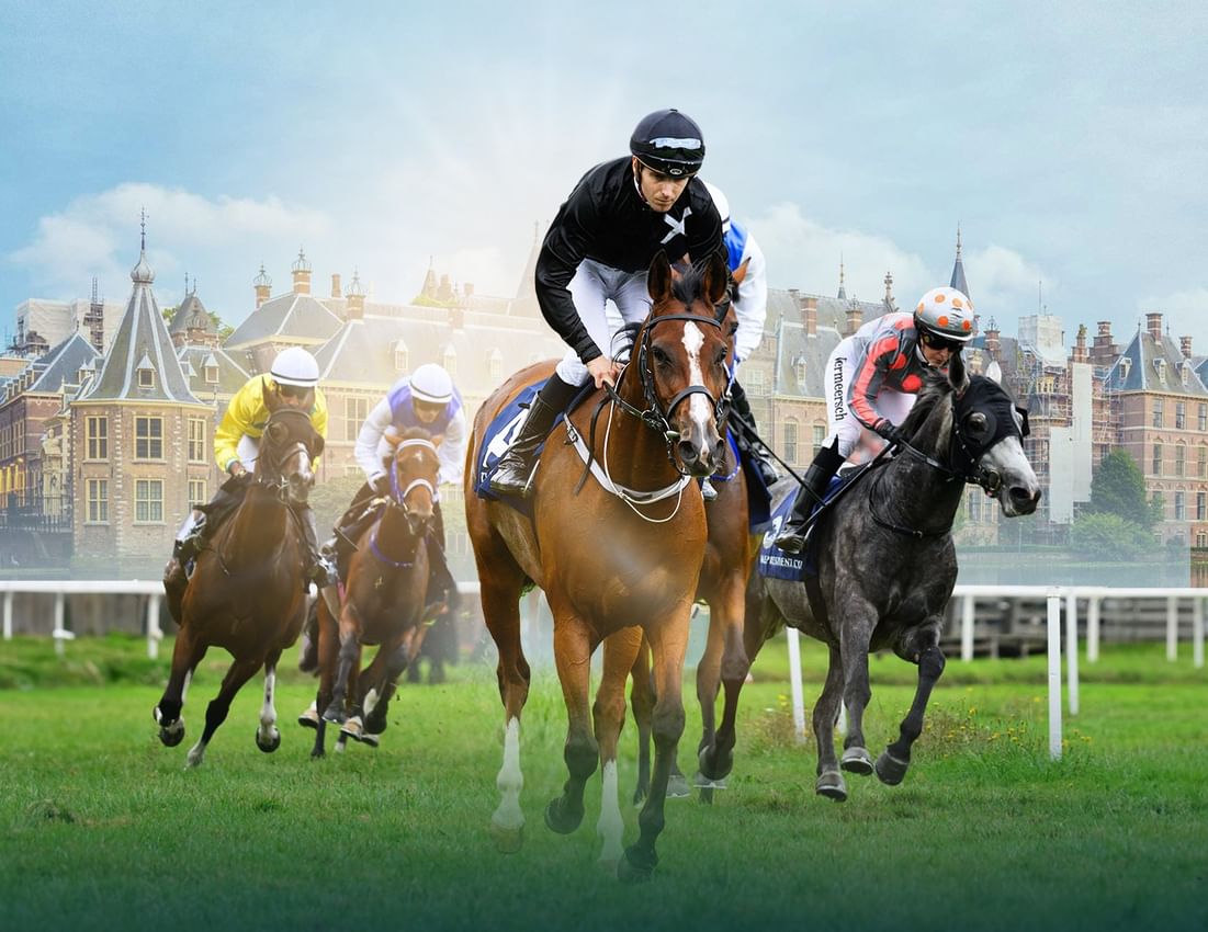 Eleven horses line up in Netherlands for 8th leg of UAE President’s Cup for Purebred Arabian Horses