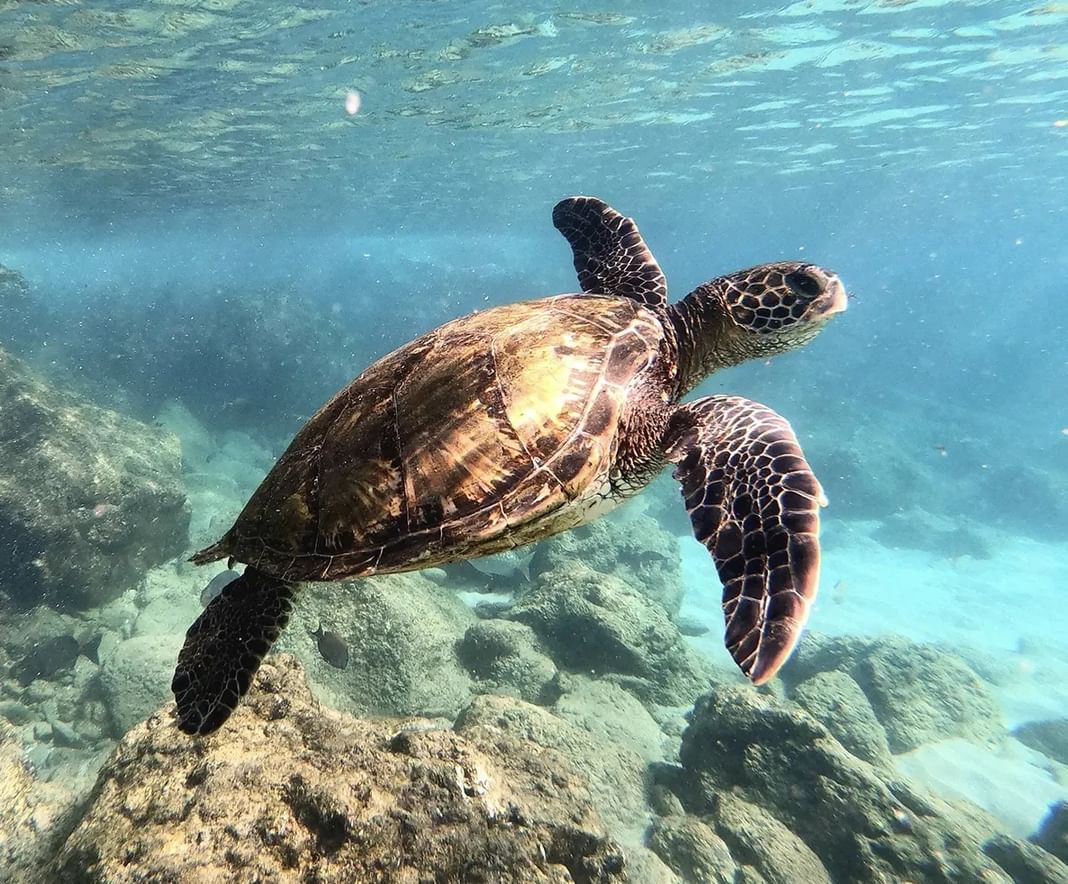 IMPACT by Miral announces four conservation priorities for 2026