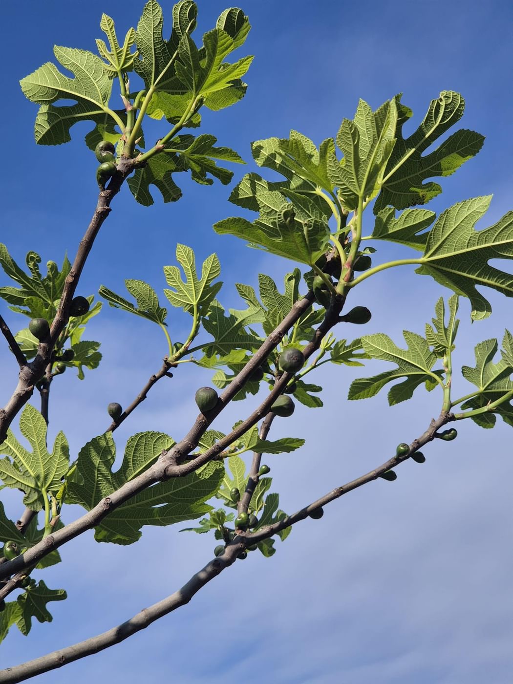 NYU Abu Dhabi study links wild fig trees to food security
