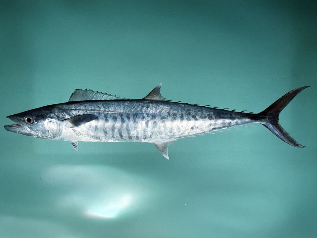 Environment Agency – Abu Dhabi documents second spawning season for kingfish in Abu Dhabi