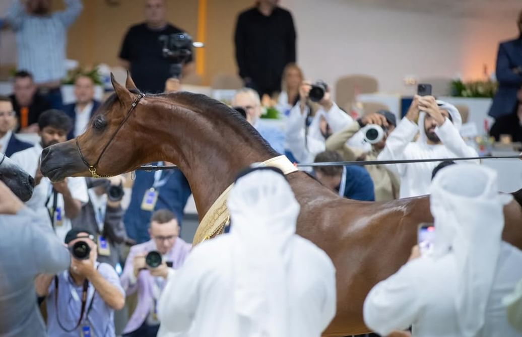 Dubai Arabian Horse Shows and Championships attracts 155 horses from 12 countries