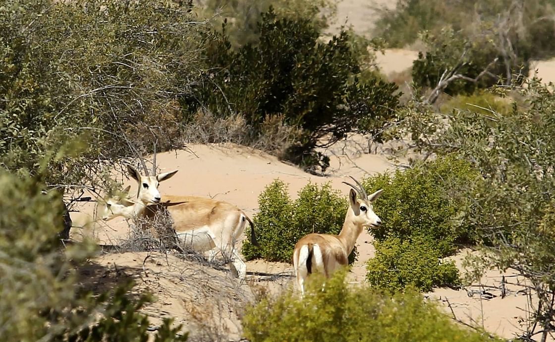 Abu Dhabi Heritage Authority opens traditional hunting season at Al Marzoom Reserve