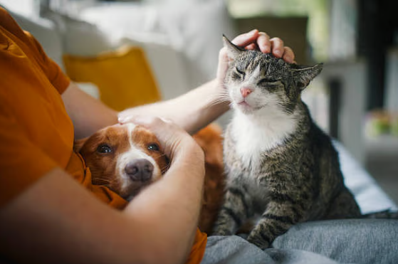 Mandatory pet registration: Abu Dhabi announces fines of up to Dh1,000 from Feb 3