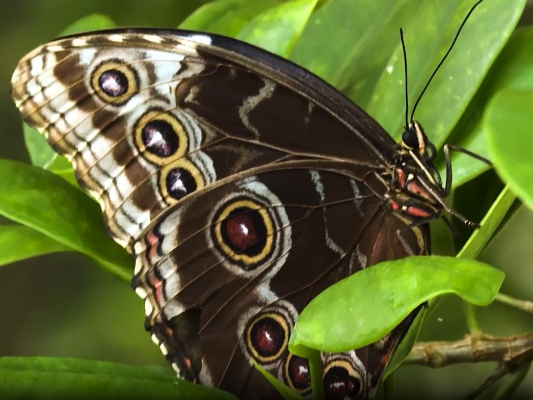 'The Green Planet', 'Butterfly Garden' enhance Dubai's summer appeal