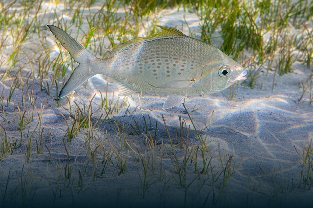 EAD implements ministerial decisions reshaping emirate's fishing regulations for 2026