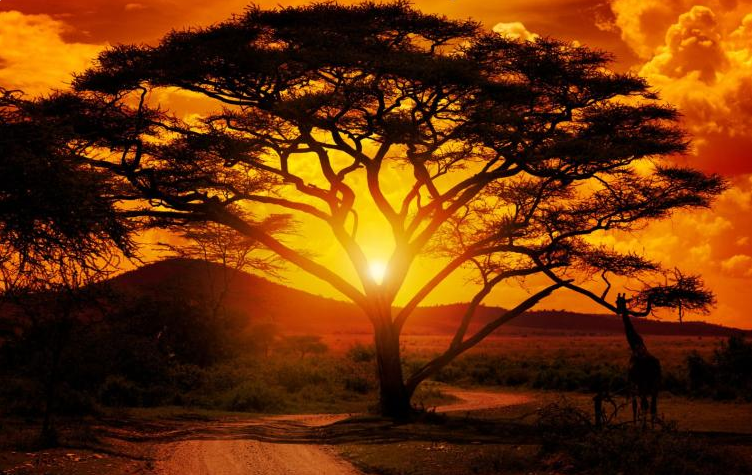 Extreme weather, climate events impact millions in Africa in 2025: WMO