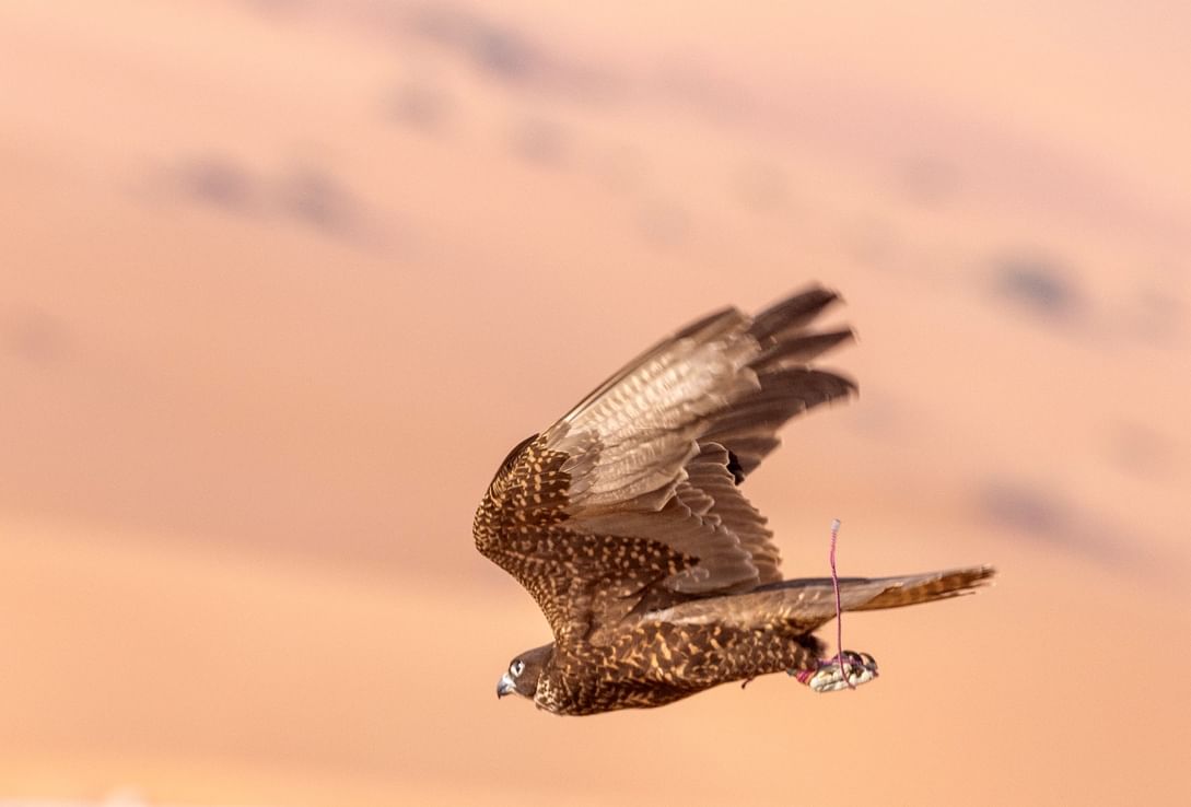 Falcon Racing begins tomorrow at Liwa International Festival