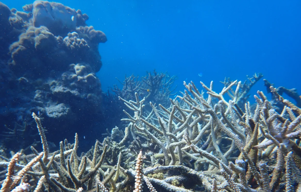 Worst bleaching event on record for Western Australian coral reefs