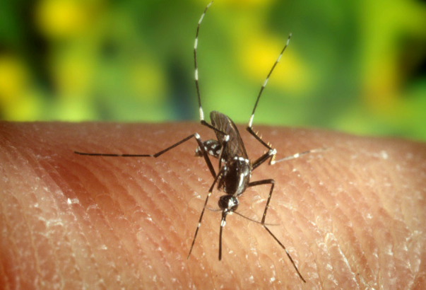 Netherlands reports first West Nile virus infection in 6 years