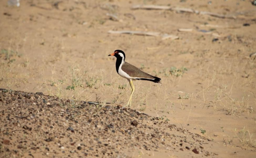 Dubai's Al-Wohoosh Desert Reserve demonstrates environmental value beyond scale