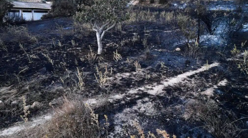 Wildfires kill 12 people in Algeria